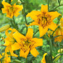 Лилия Азиатская Yellow Bruse 14/16
