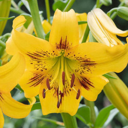 Лилия Азиатская Yellow Bruse 14/16
