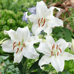 Лилия ОТ-гибрид Blanca Peak 20/22