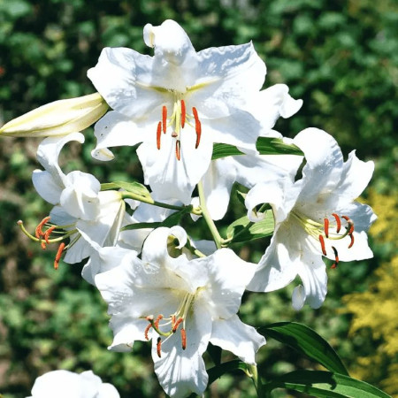 Лилия ОТ-гибрид Blanca Peak 20/22