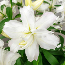 Лилия Махровая Roselily Edsilia 17/19