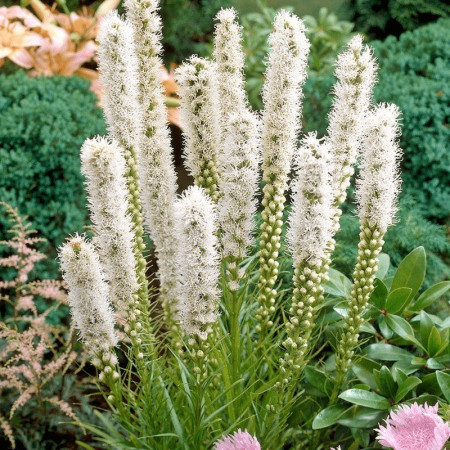 Лиатрис spicata Floristan Weiss (белый) опт