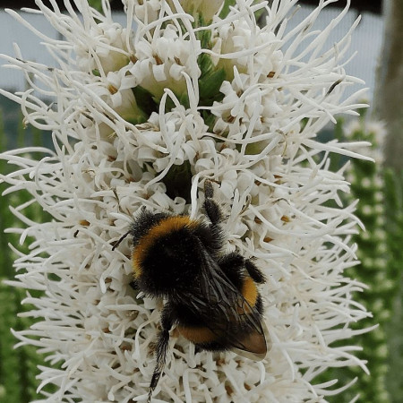 Лиатрис spicata Floristan Weiss (белый) опт