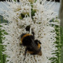 Лиатрис spicata Floristan Weiss (белый) опт