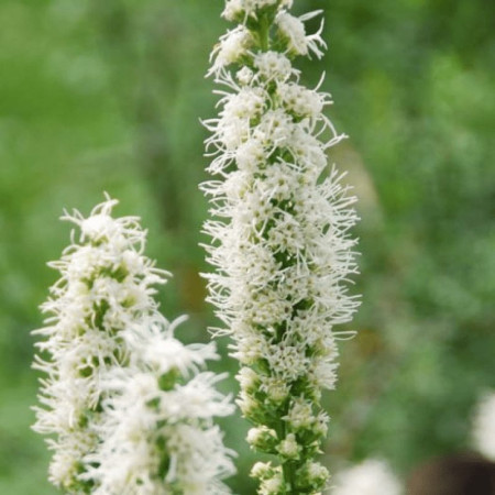 Лиатрис spicata Floristan Weiss (белый) опт