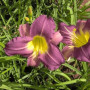 Лилейник Blue Sheen 