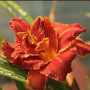 Лилейник Paprika Flame