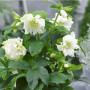 Морозник махровый Ellen White
