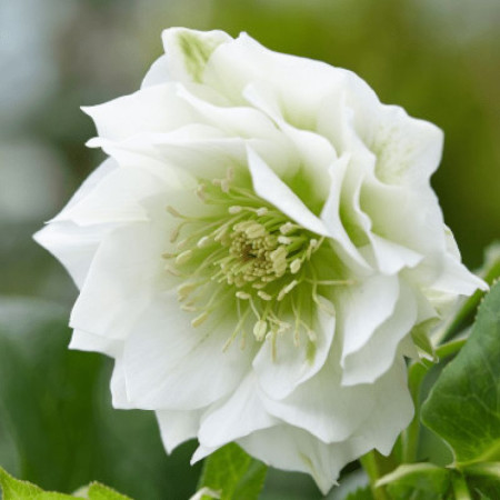 Морозник махровый Ellen White