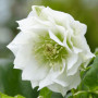 Морозник махровый Ellen White