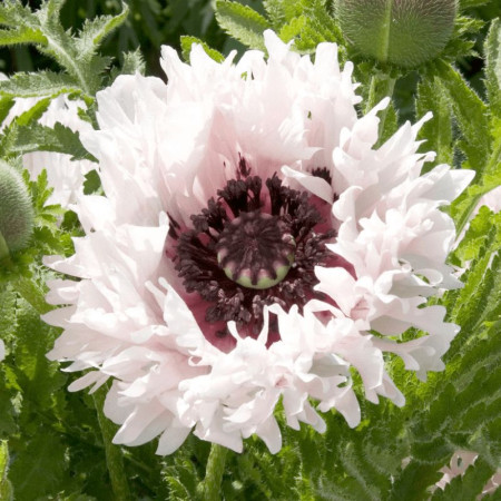 Мак восточный многолетний White Ruffles