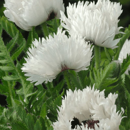Мак восточный многолетний White Ruffles