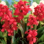 Канна Crimson Beauty 