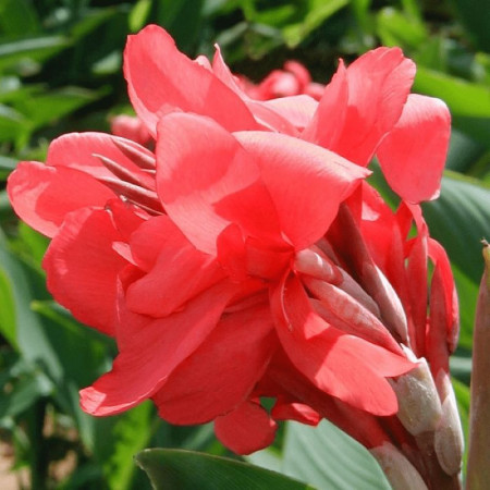 Канна Crimson Beauty 