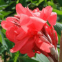 Канна Crimson Beauty 