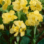 Канна Yellow Futurity