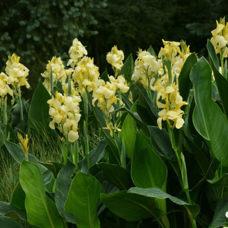 Канна Yellow Futurity