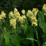 Канна Yellow Futurity