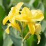 Канна Yellow Futurity