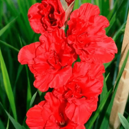 Гладиолус Fire cracker 14/16