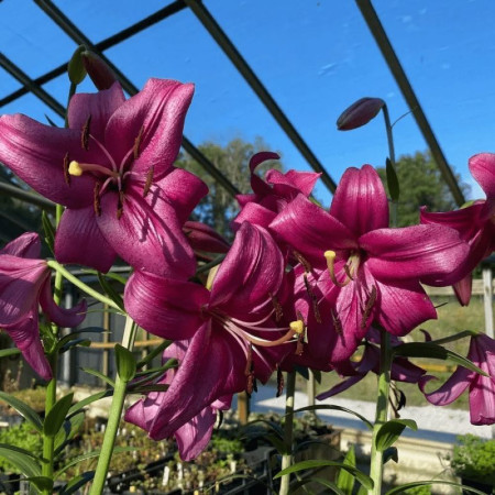 Лилия видовая Purple Marble 14/16