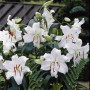 Лилия Восточная Casa Blanca 16/18