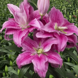Лилия Махровая Roselily Clarissa 14/16