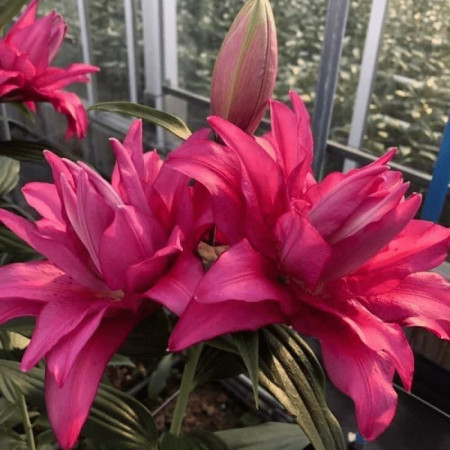 Лилия Махровая Roselily Floretta 14/16