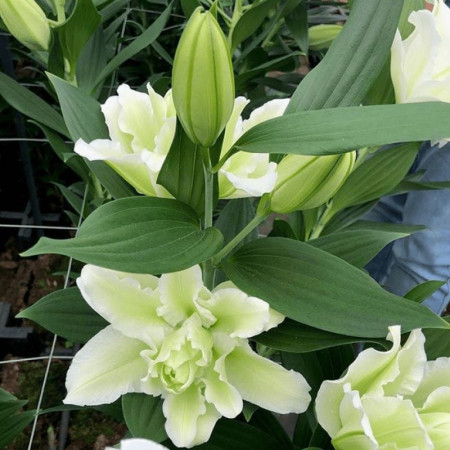Лилия Махровая Roselily Joella 13/15
