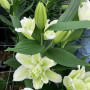 Лилия Махровая Roselily Joella 13/15