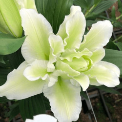 Лилия Махровая Roselily Joella 13/15