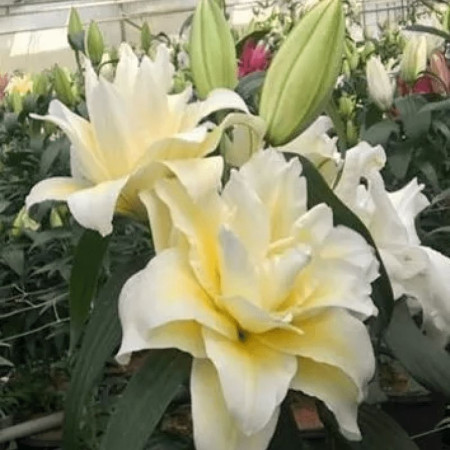 Лилия Махровая Roselily Ludwina 14/16