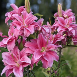 Лилия Махровая Roselily Thalissa 16/18
