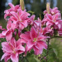 Лилия Махровая Roselily Thalissa 16/18