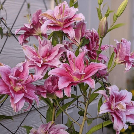 Лилия Махровая Roselily Thalissa 16/18