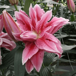 Лилия Махровая Roselily Thalissa 16/18