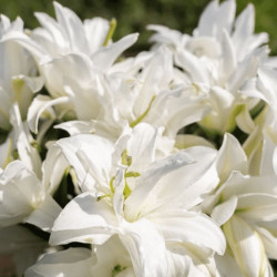 Лилия Махровая Roselily Thirza 17/19