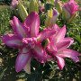 Лилия Махровая восточная Lotus Dream 14/16