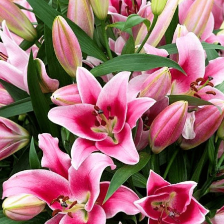 Лилия ОТ-гибрид Dalian 14/16