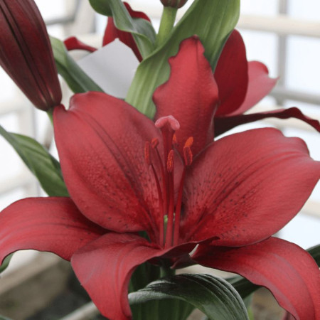 Лилия ЛА-гибрид San Sebastian 18/20