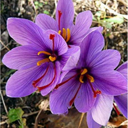 Крокус осінній Sativus (шафран) 9/10