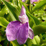 Роскоя Auriculata