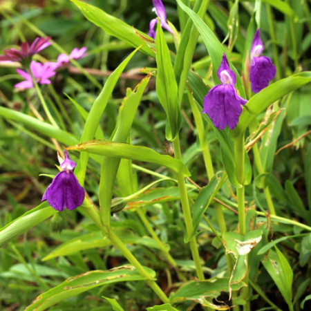 Роскоя Auriculata