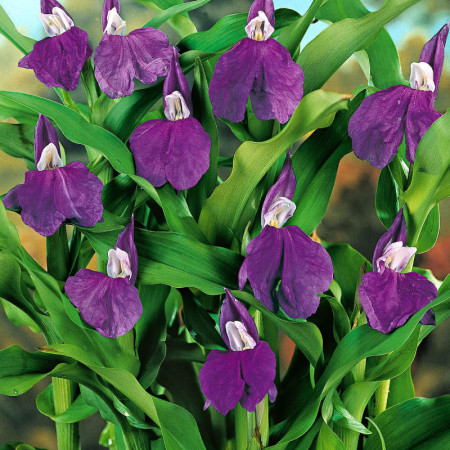 Роскоя Auriculata