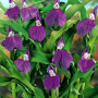 Роскоя Auriculata