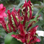 Лилия ОТ-гибрид Tropical Dragon 18/20
