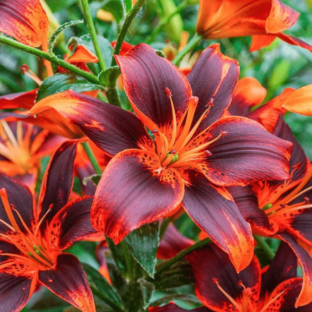 Лилия Азиатская Forever Susan 14/16