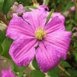 Клематис Comtesse de bouchaud