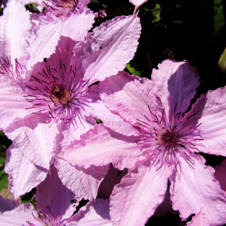 Клематис Hagley hybrid