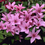 Клематис Hagley hybrid